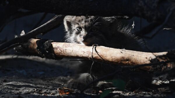Краснокнижный котенок манул в Новосибирском зоопарке